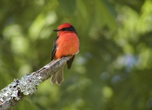puerto ayora galapagos islands